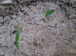 20090516103706.jpg