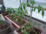 20090516103656.jpg