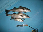 DSCF0171.JPG