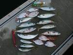 DSCF0281.JPG