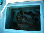 DSCF0308.JPG