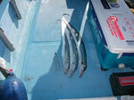 DSCF0359.JPG