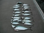 DSCF0398.JPG