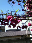 寒緋桜