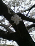 小学校の桜は満開