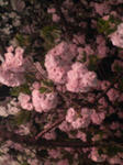 しばし夜桜