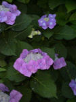 紫陽花