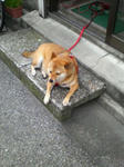 彼は柴犬