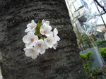 幹の花も満開♪