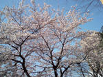 小学校は入学式