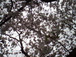 咲きました♪
