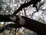 今年の桜は雨の中