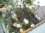 のびのびと5月
