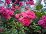 薔薇は元気に