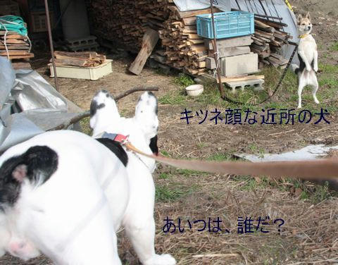 キツネ顔
