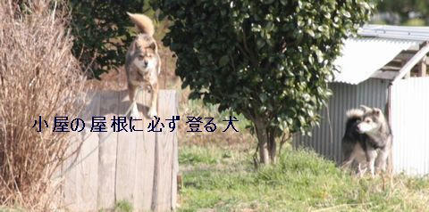 そんな屋根に登らんでも