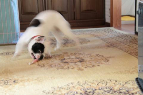 歯ブラシと戦う犬