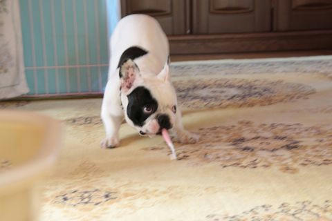 歯ブラシと戦う犬２