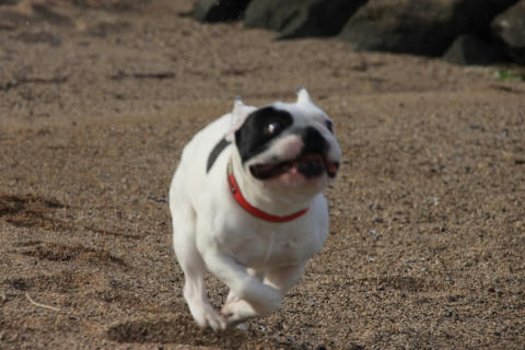 ダッシュ！