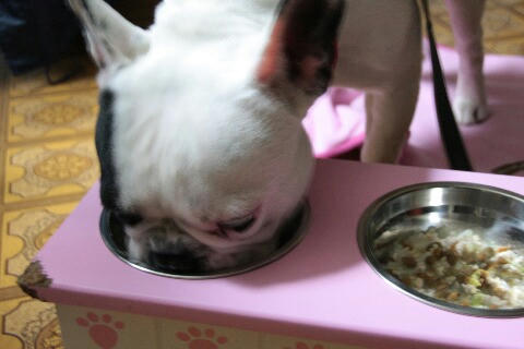 ドットわん　食うぞ！