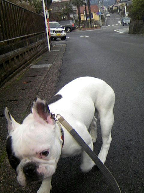 お散歩だよ
