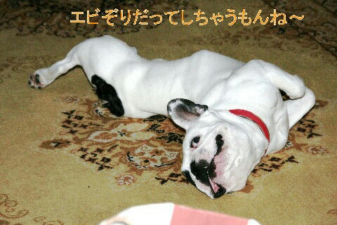 えびぞり