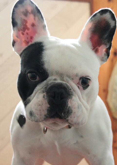 こんにちわ