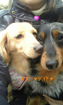 ダックス