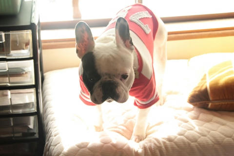 ふうです