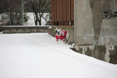 雪の日