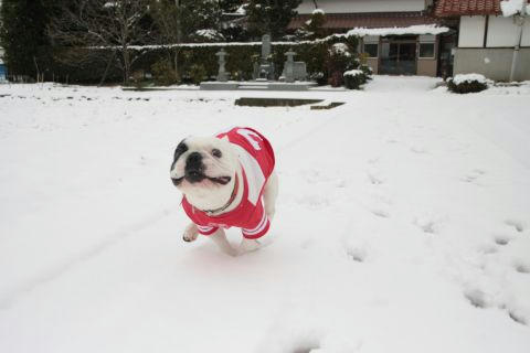 雪の日のダッシュ
