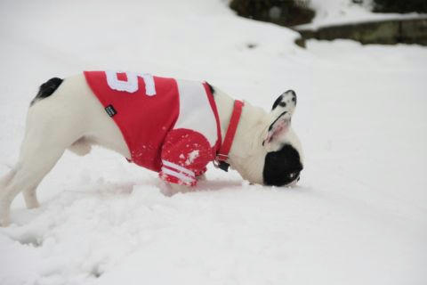 雪を食う犬