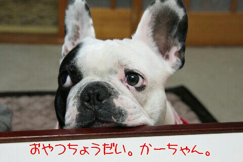 おやつちょーだい