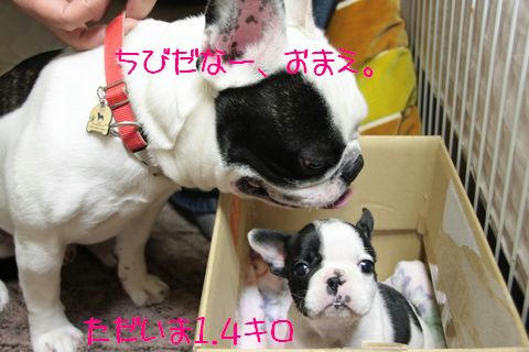 おまえちびだな
