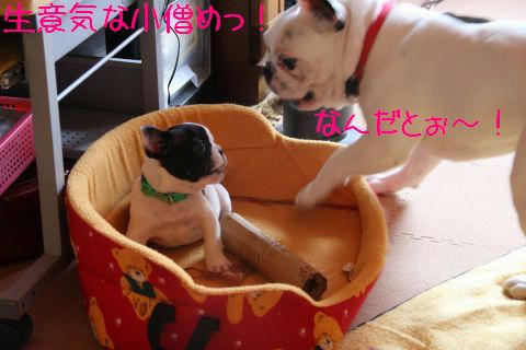 オラが先住犬だ