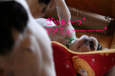 ヤメてー