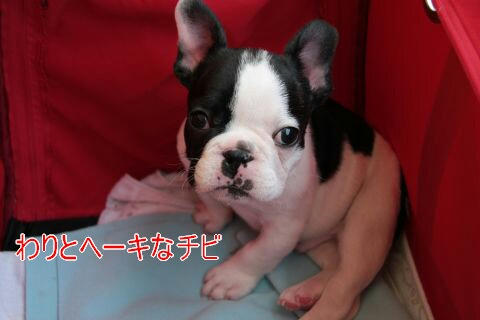 ヘーキな犬