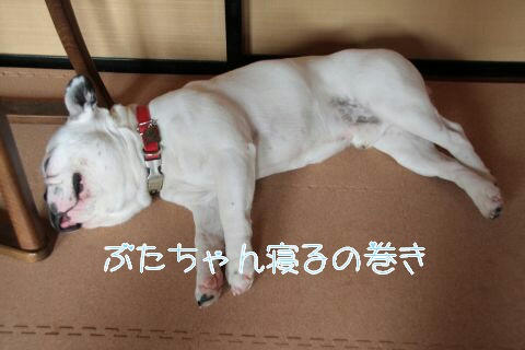 ブタが寝ています