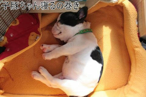 子ブタが寝ています