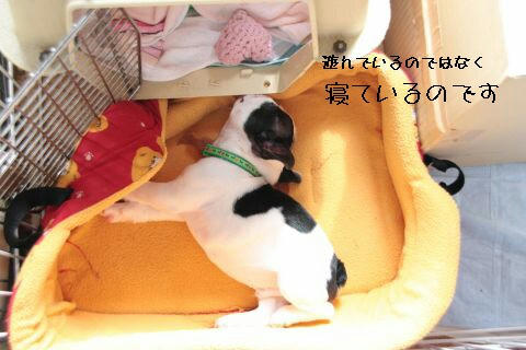 子ブタが寝ています