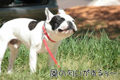 風の匂い