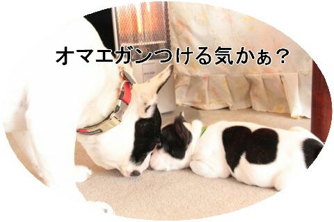 ガンつけ
