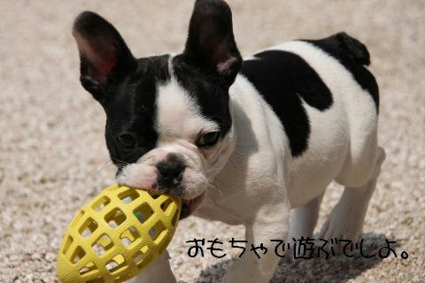 あそぼー