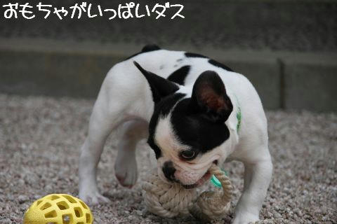 よくばり