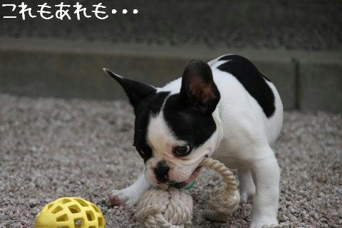 よくばり