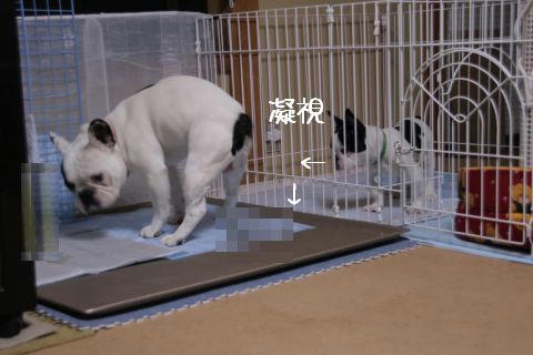 トイレ中