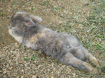 IMG_0283.gif