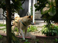 SANY0345_s.JPG