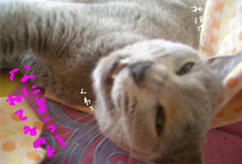 neru.jpg