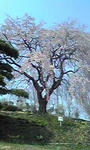 どっかの桜１